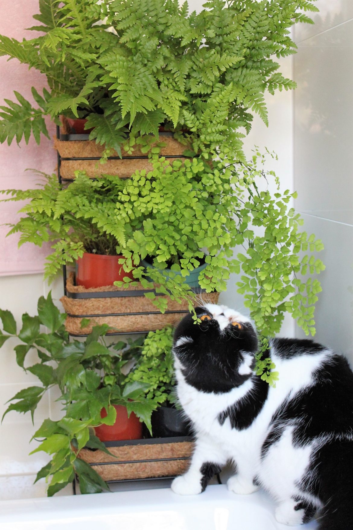 Mini Vertical Garden! – Kmart Styling